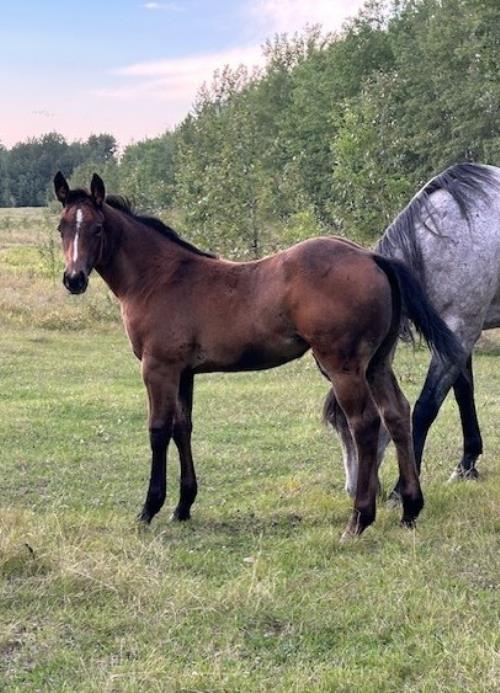 #07 Name Pending - 21 May 25, AQHA, Bay, Filly (Micky Command) X (Miss Zan Hancock)